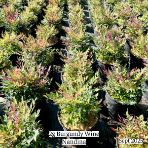 September 2025 2g Burgundy Wine Group Website